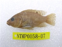 藏品(吉利慈鯛)的圖片